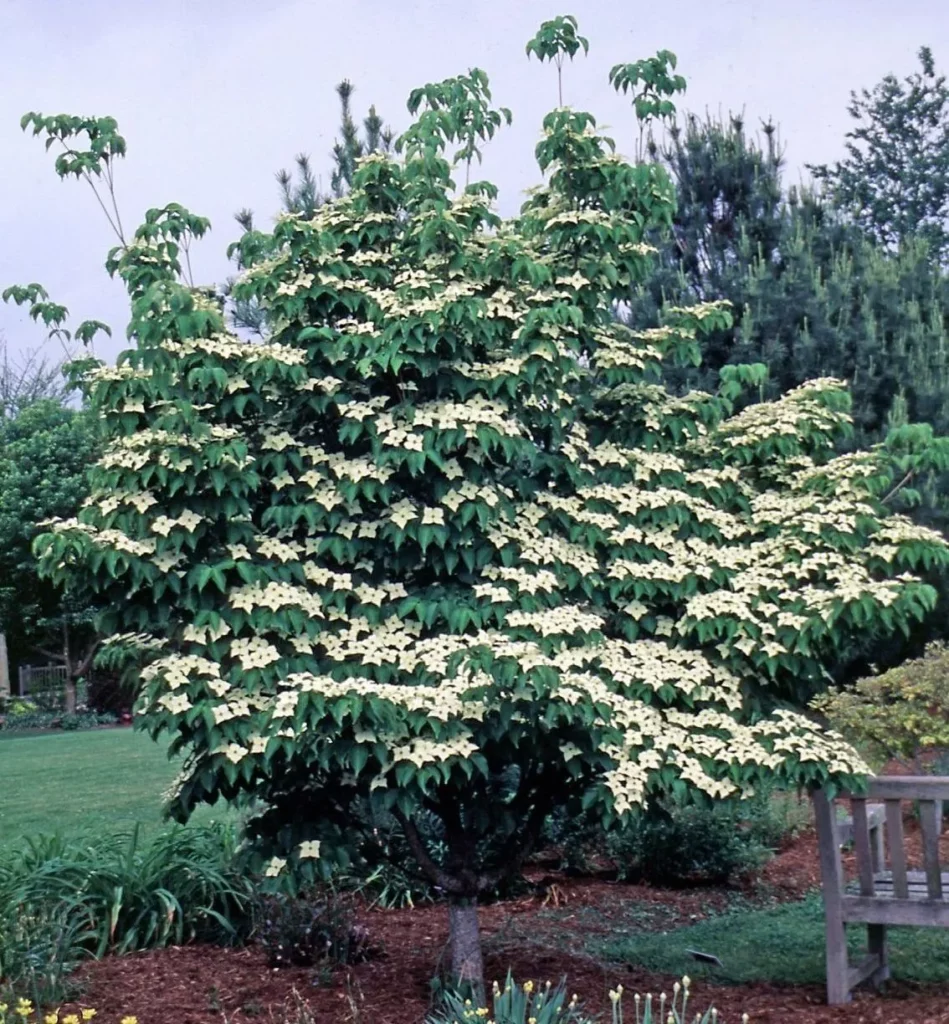 茶 KOU Chinese Kousa Dogwood Tree - Nolt's Garden Center
