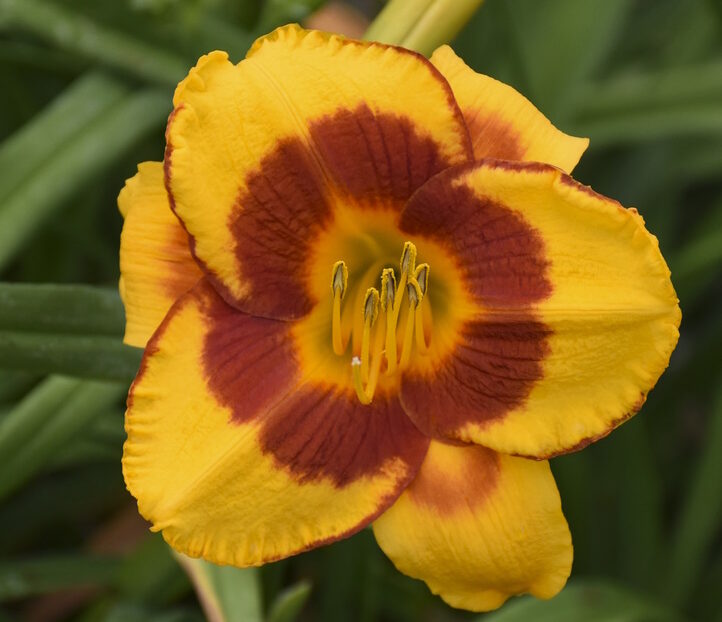 Fooled Me Daylily Plant - Nolt's Garden Center - Lebanon PA