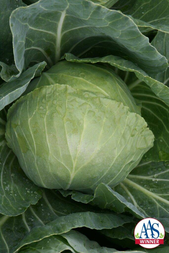 Cabbage Vegetable Plants - Nolt's Garden Center