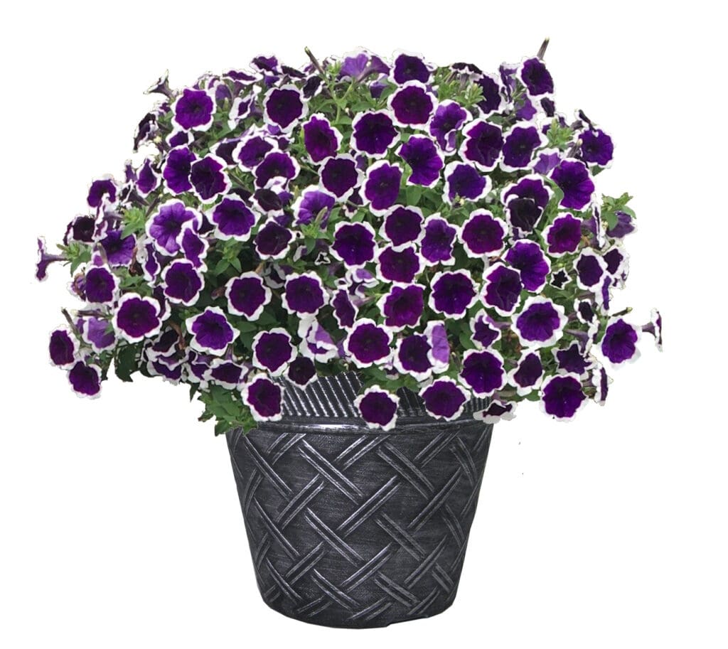 Petunia Mix Planter - Nolt's Garden Center